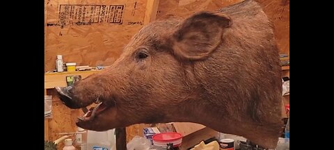 Mounting a 650lb Wild Boar Head!