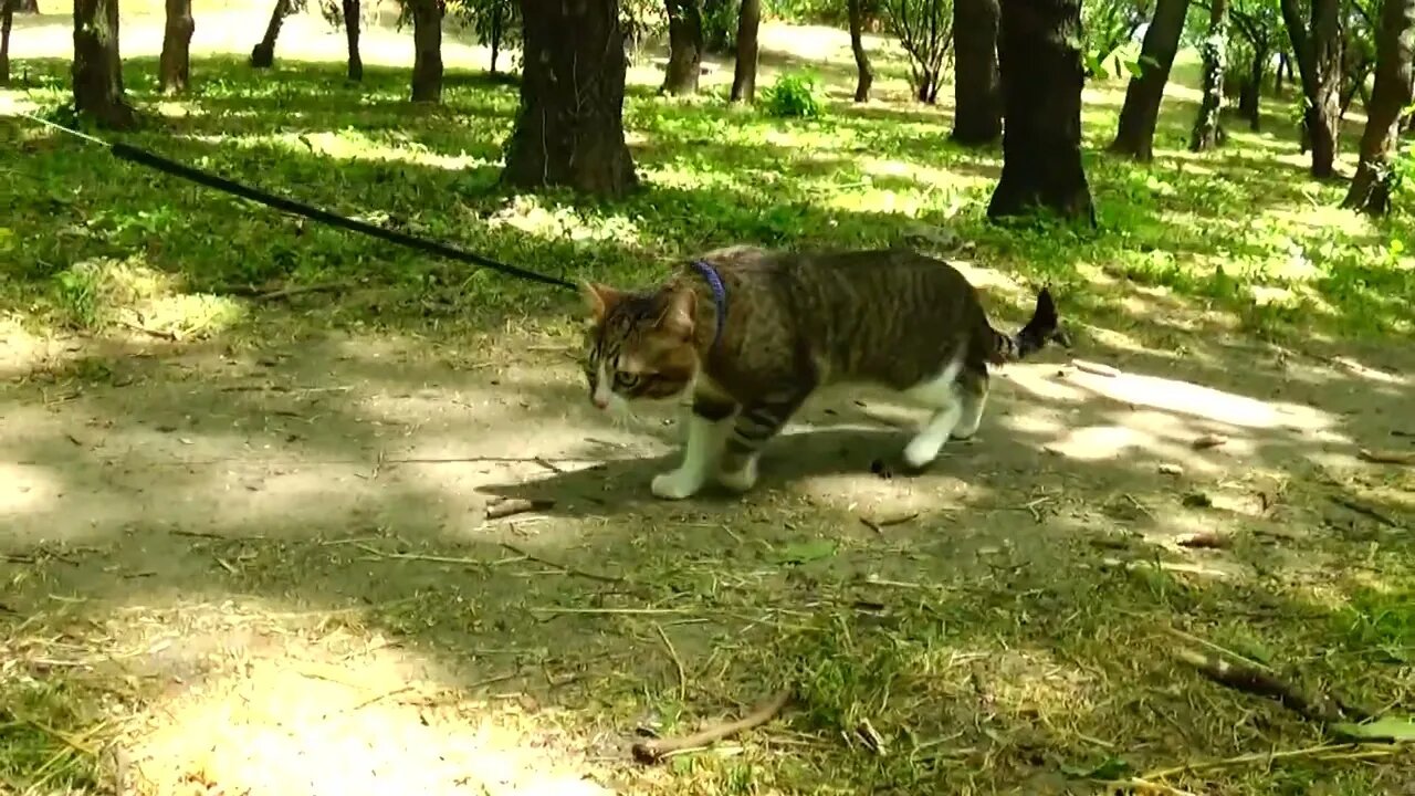 Cat Goes on a Trip in the Forest