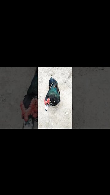 Muscovy drake looking for some food