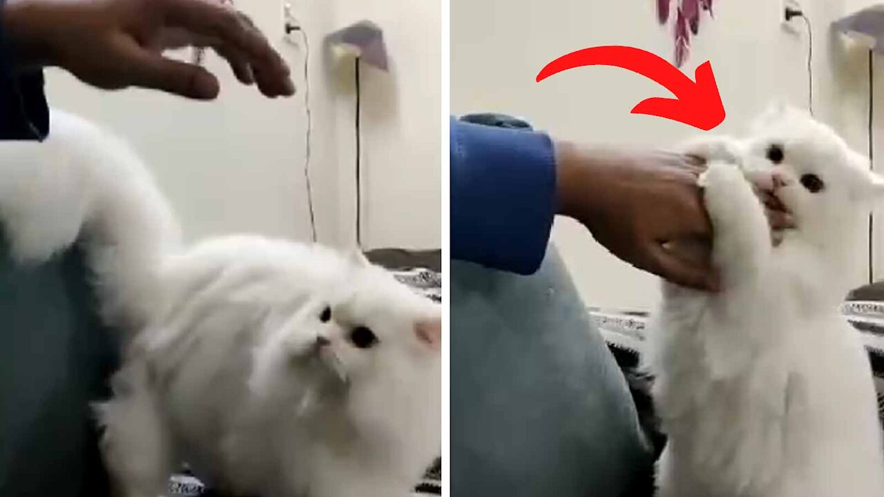 She loves my hand! | Very funny cat