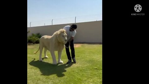How to STOP The lion BITING & CHEWING MACHINE Reality lion Training | Labrador lion Training #short