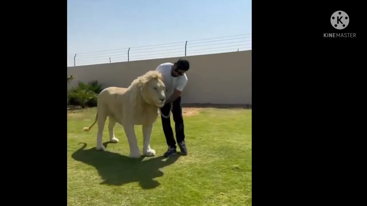 How to STOP The lion BITING & CHEWING MACHINE Reality lion Training | Labrador lion Training #short