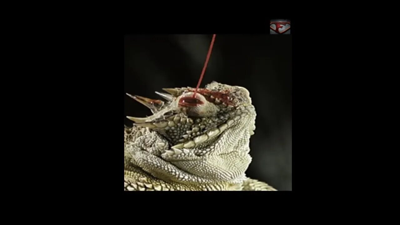 The Horned Lizard Facts #shorts #amazingfacts #animals #reptiles