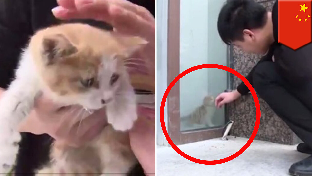 Kitten rescue: Unlucky kitten rescued after trapped behind glass wall for three days - TomoNews