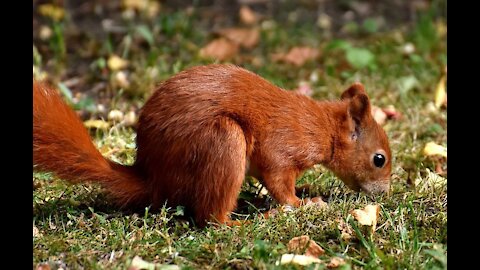 Red squirrel in his house