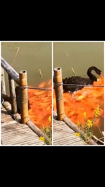 🔴The duck feeds the fish🦆