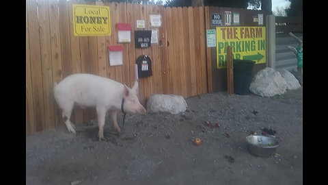 Large pig abandoned at The Las Vegas Farm