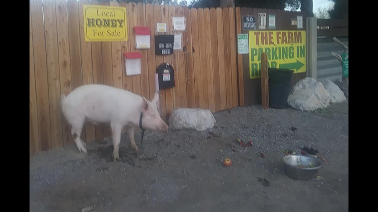 Large pig abandoned at The Las Vegas Farm