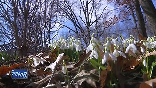 Magnolias in bloom at Green Bay Botanical Gardens