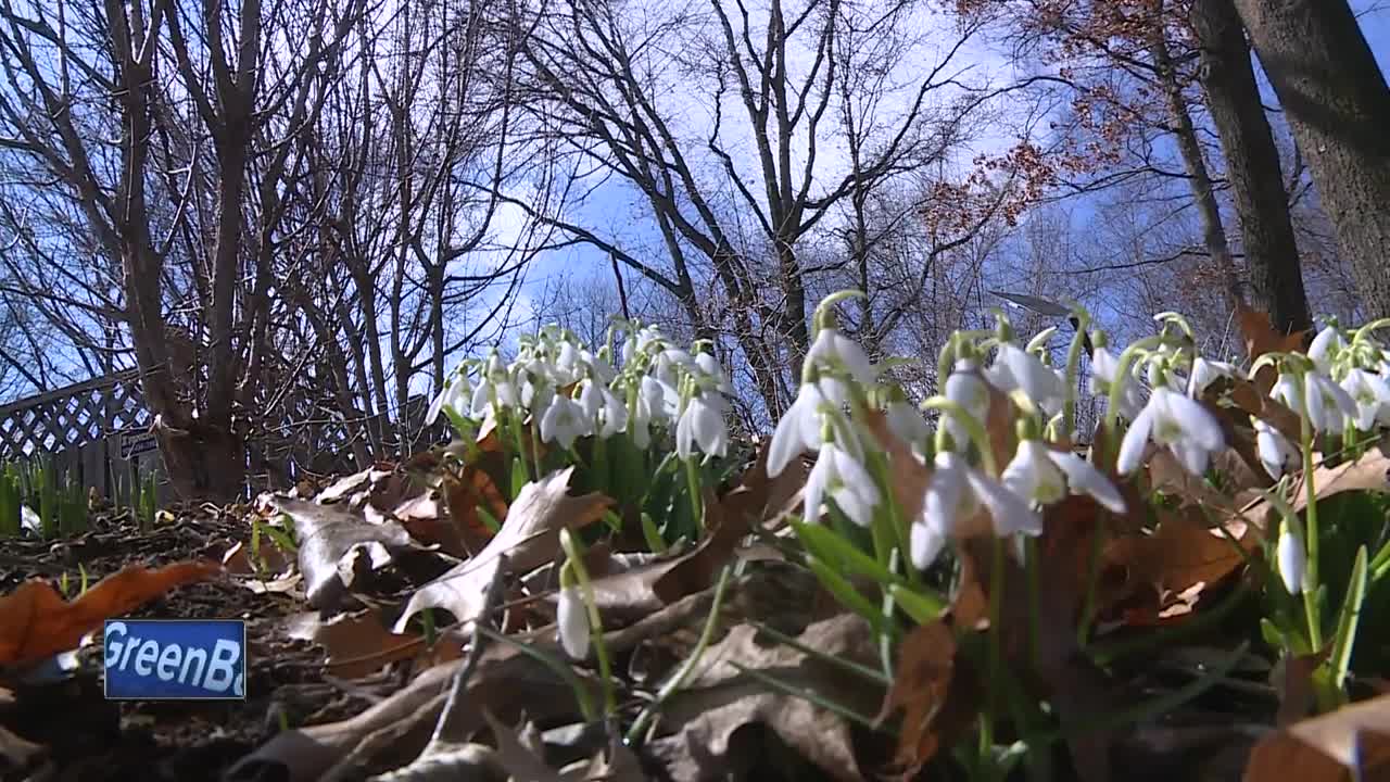 Magnolias in bloom at Green Bay Botanical Gardens