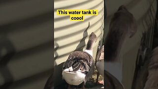 Geese hanging around water tank