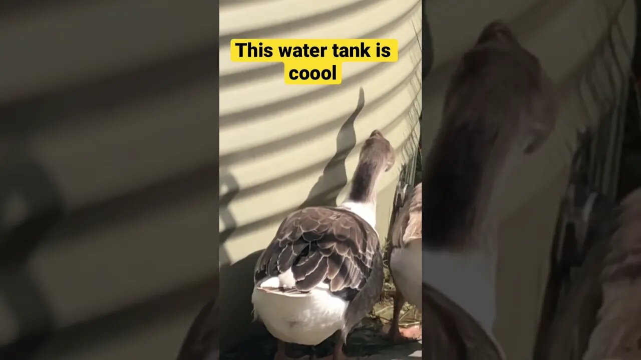 Geese hanging around water tank