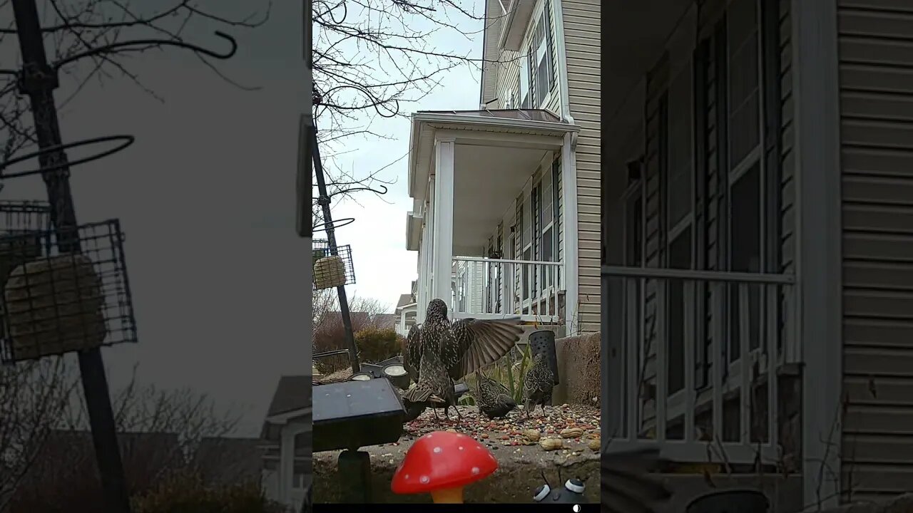 Very Hungry Starlings #Shorts 🌲