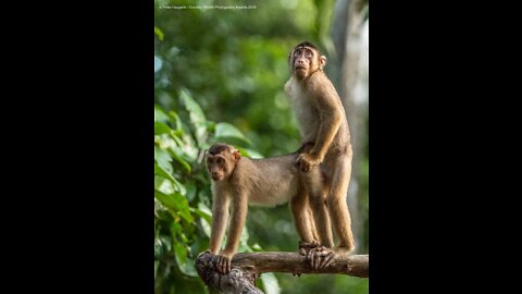 Funny animals video