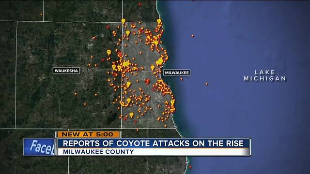 Reports of coyotes attacking dogs on the rise in Milwaukee County