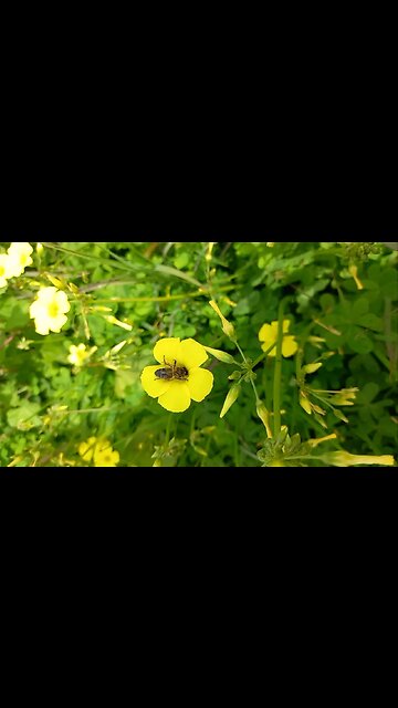 a worker bee collecting pollen
