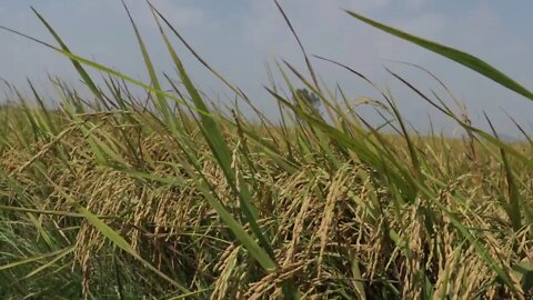 Beautiful Rice 2