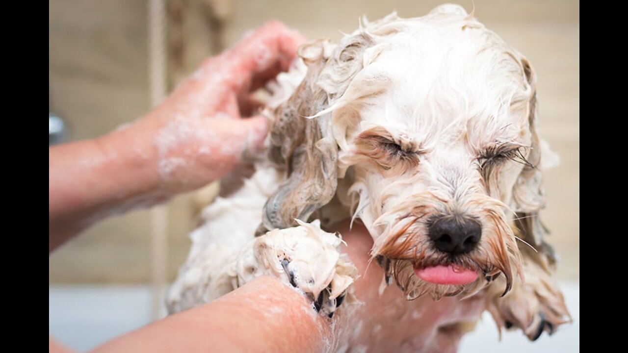 my dog after a bath