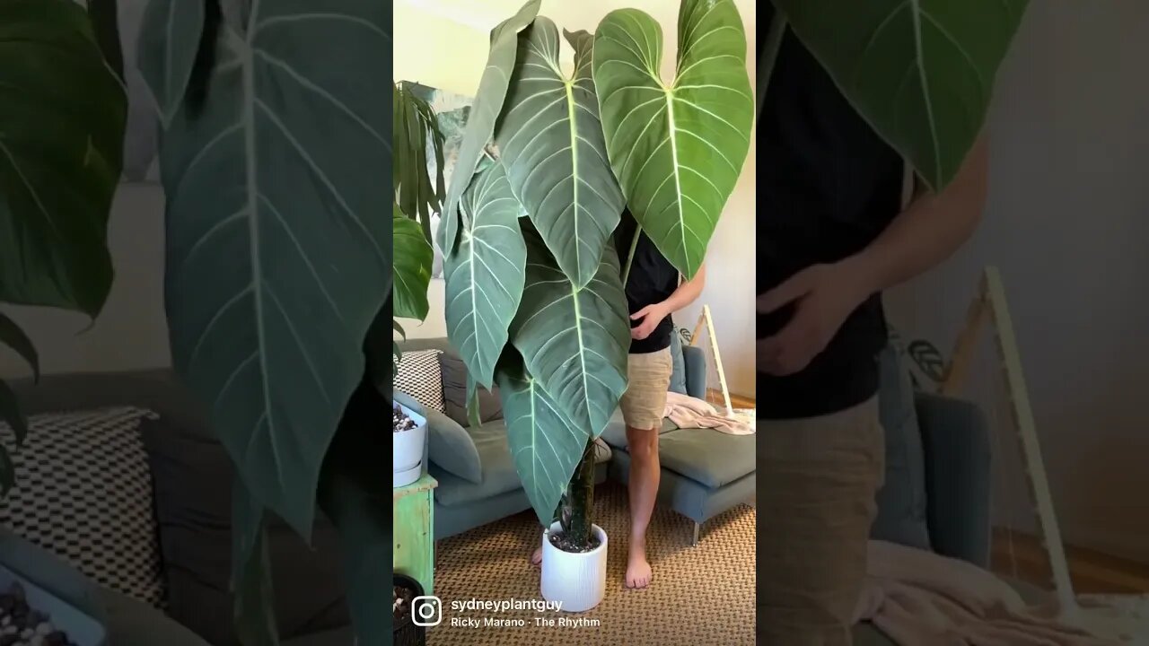 P. ‘Glorious’ is only halfway up its pole but with 1m petioles it’s about to reach the ceiling again