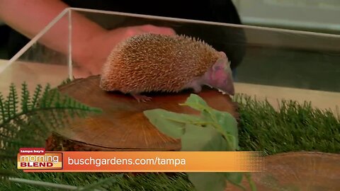 Busch Gardens | Morning Blend