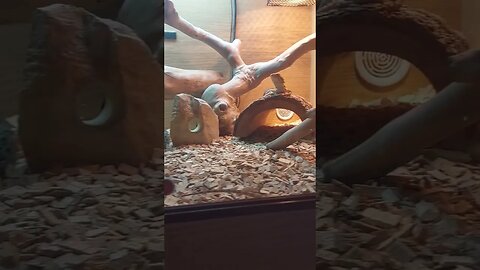 Handling Giant Day Geckos 🦎 #reptiles #shorts