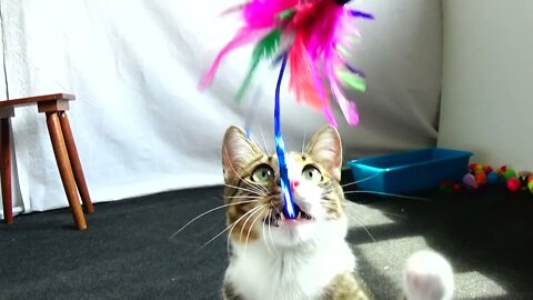 Kitten with Large Whiskers Plays with Toys