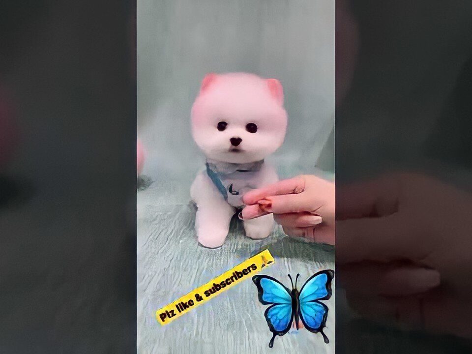 😍🐕‍🦺🐕cute dog #toypom#reels #animals #shots #doglovers Godara Farm🐎