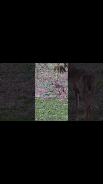 This dude got rejected #shorts #deer #deerhunting #biology