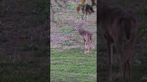 This dude got rejected #shorts #deer #deerhunting #biology