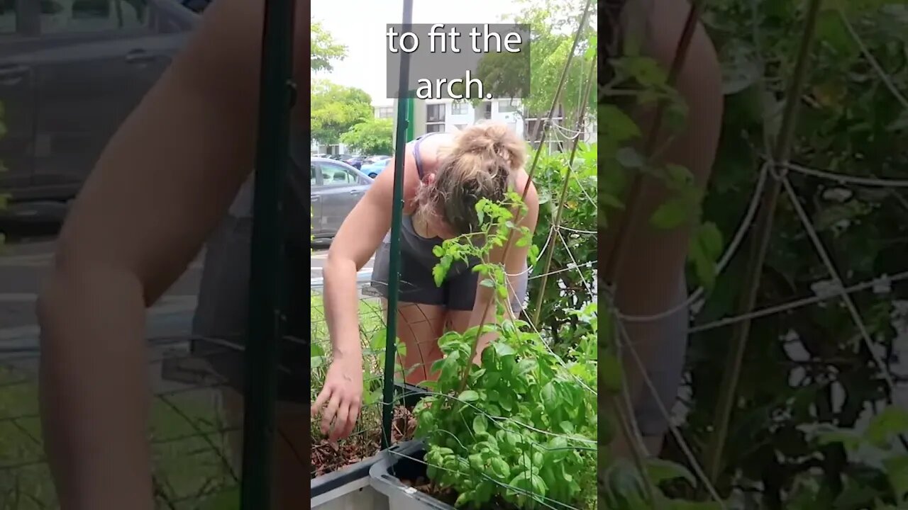 Garden Arch For My Tiny Patio Apartment Container Garden