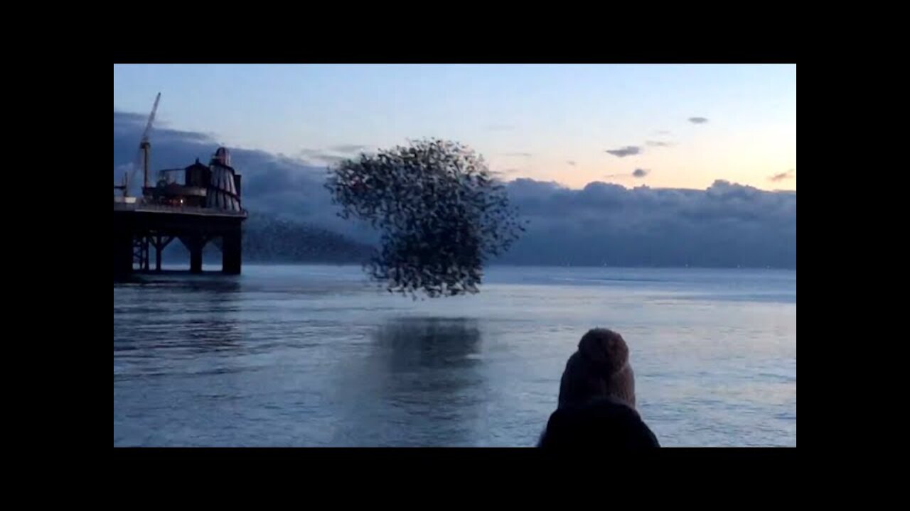 Birds Fly Over Water In Beautiful Shape-Shifting Patterns And Create Murmurations