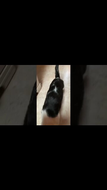 Sasu Playing Fetch. Starring Sasu as "The Fetcher" and Puffball as himself.