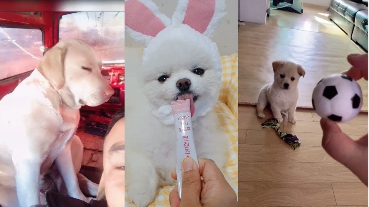 Funny, Smart And Cute Dogs Video Try Not To Laugh 70