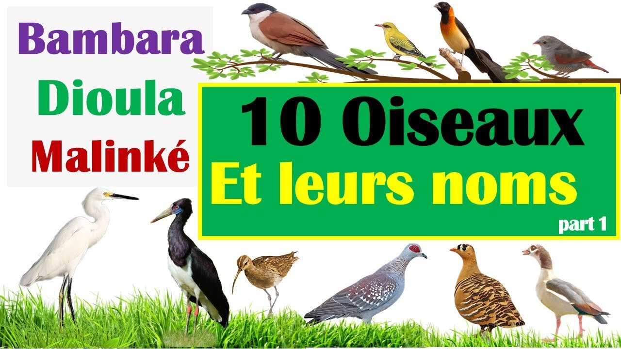 10 Oiseaux - leurs noms en Dioula (Bambara - Malinké) et noms Scientifiques - Part 1 | Zanga School