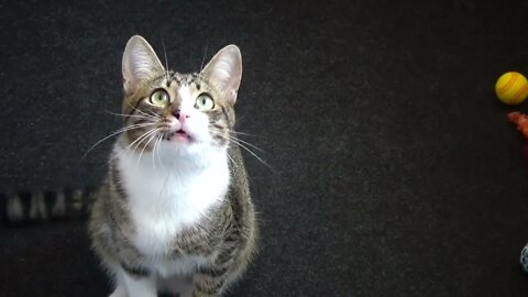 Adorable Little Cat Talks to the Toy