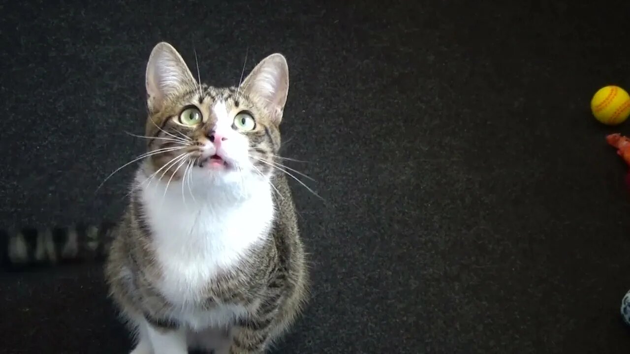 Adorable Little Cat Talks to the Toy