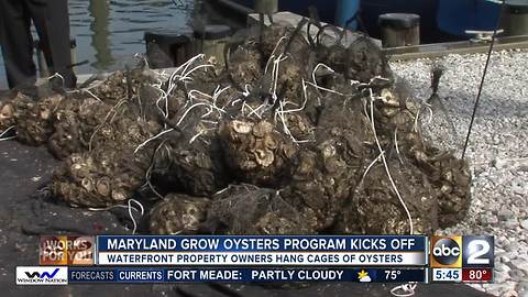 Marylanders asked to help grow baby oysters