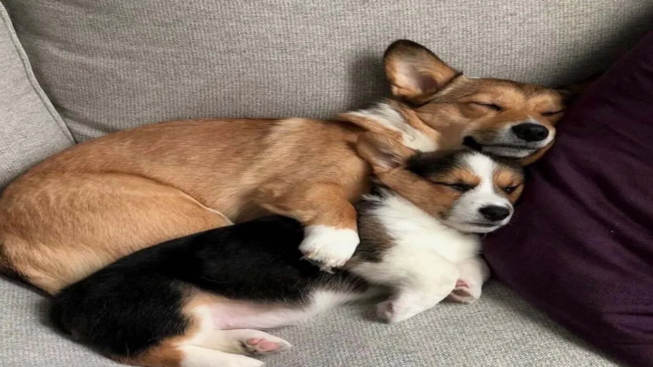 一起享受有趣小狗的日常生活 | Enjoy the daily life of funny dogs together # 02