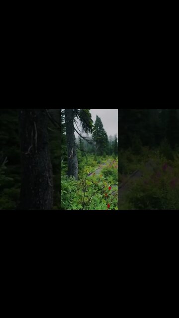 Beautiful relaxing music for stress #shorts