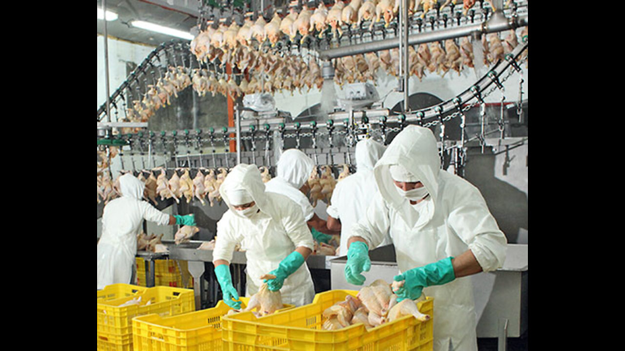 Korean style fried chicken and chicken processing plant - food factory