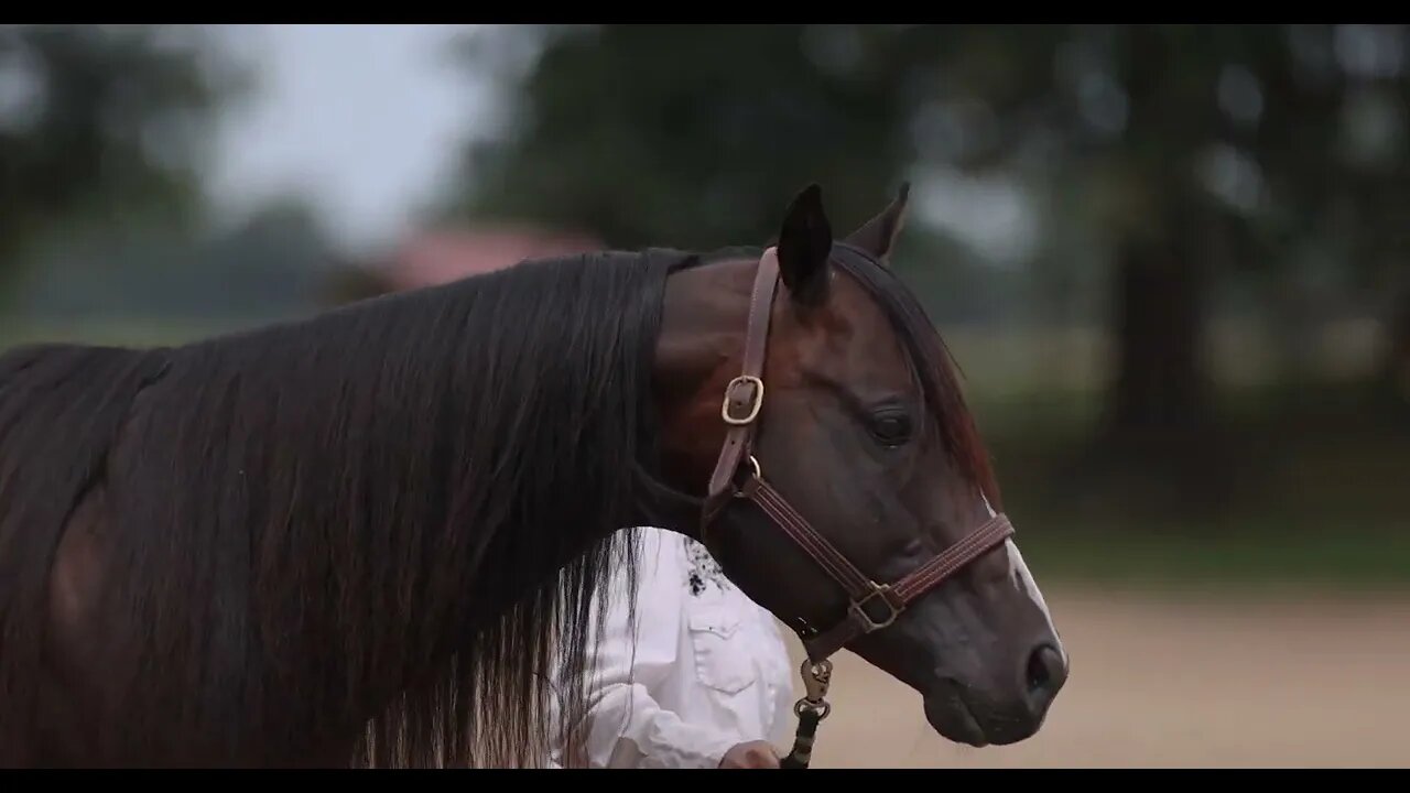 One Frosty Corona, Stud Horse Teaser