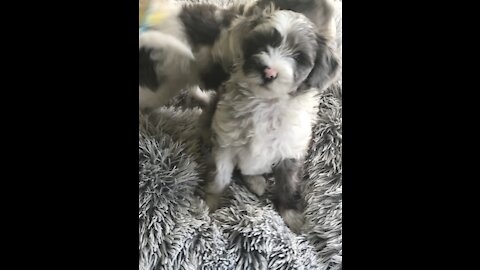 Sheepadoodle puppies