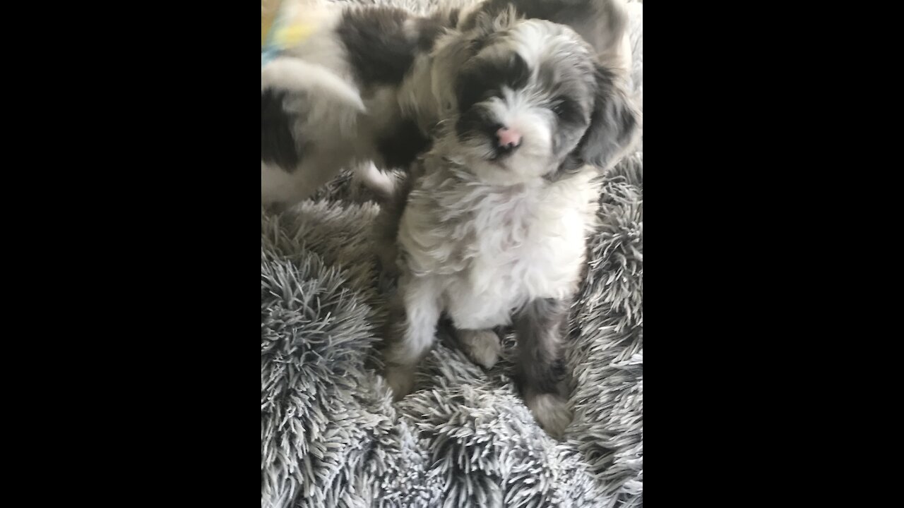 Sheepadoodle puppies