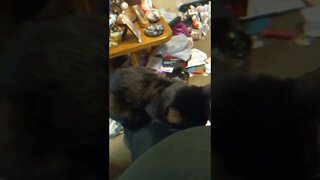 Moon pie lap sits again #shortsvideo #shorts #cat