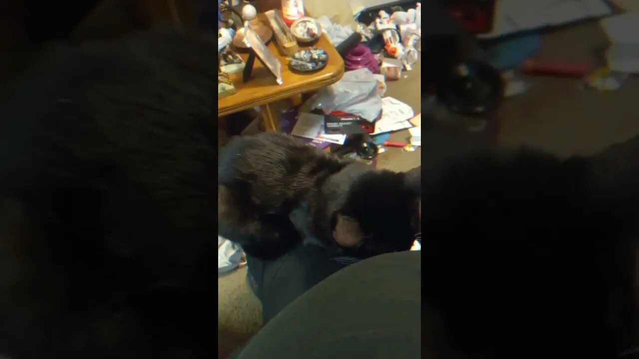 Moon pie lap sits again #shortsvideo #shorts #cat