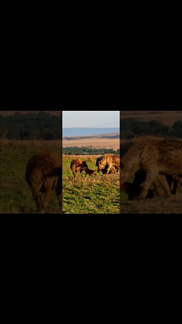 Hyena Cubs At A Den #shorts | #ShortsAfrica