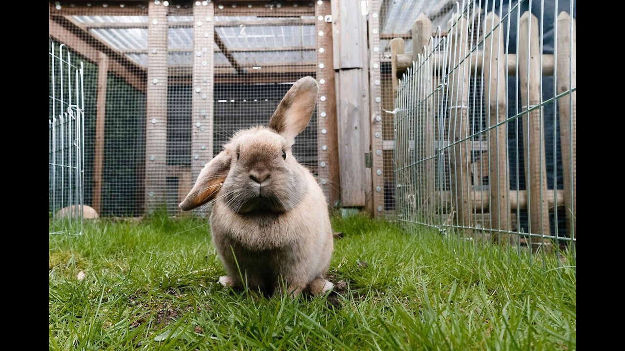 Rabbit farming is an emerging but profitable business