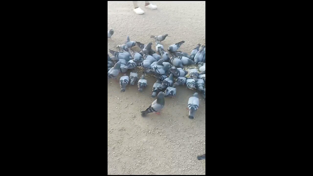 So many pigeons