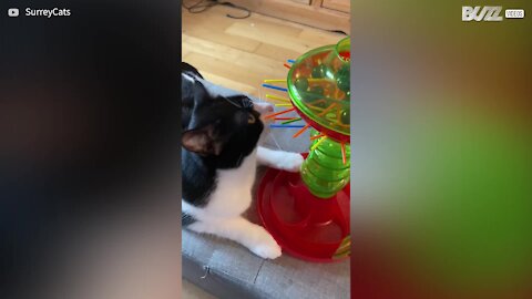 Gato revolta-se e destrói jogo!