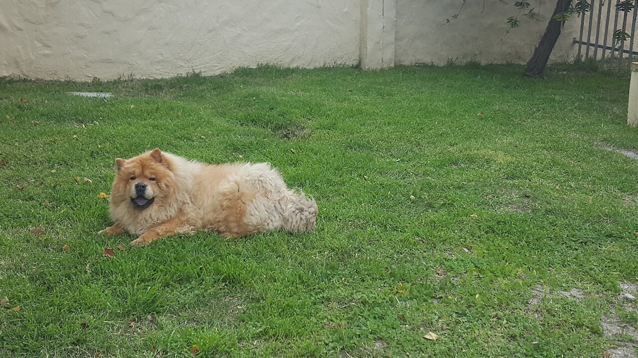 CHOW CHOW - DOG BREED - CREATURE IN THE GRASS